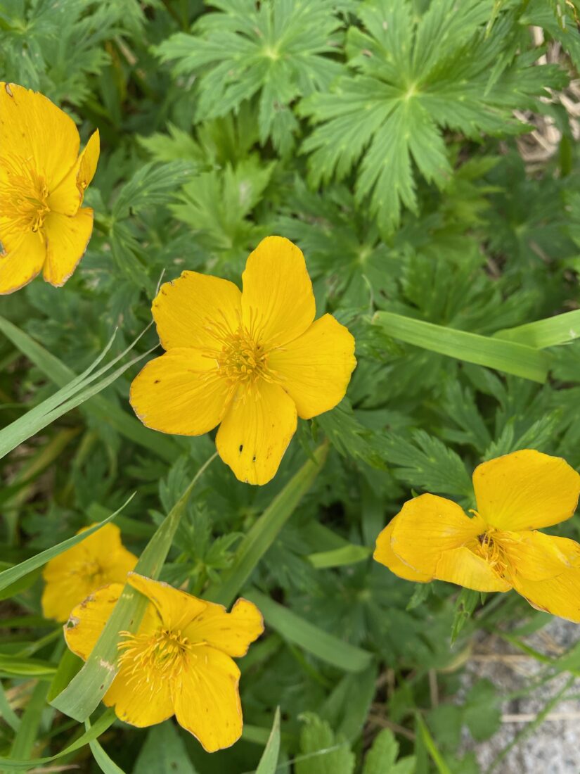 高山植物をご紹介！