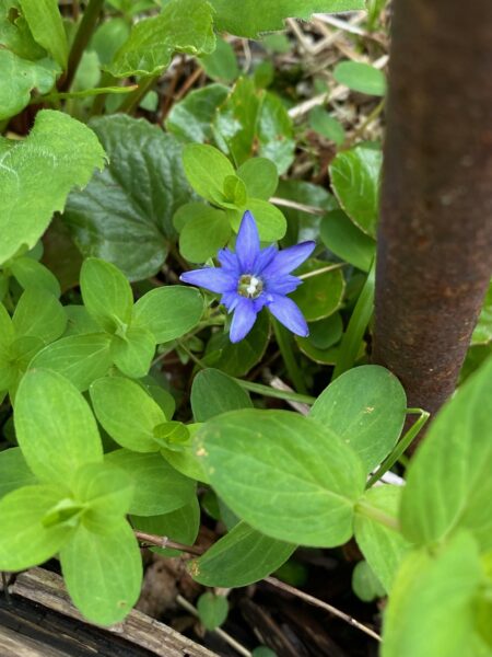 8/10現在の高山植物の開花状況