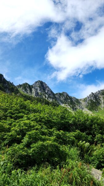 8/30現在の高山植物の開花状況